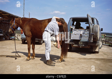 Medicina veterinaria: hindleg piegatura da Quarter Horse Foto Stock