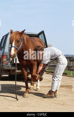 Medicina veterinaria: frontleg piegatura da Quarter Horse Foto Stock