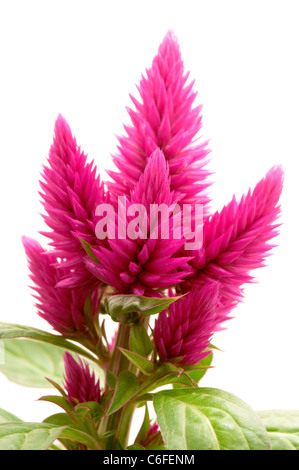 Celosia argentea (var Venezuela) su uno sfondo bianco Foto Stock