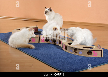 Gatti Sacri di Birmania - cuccioli - riproduzione Foto Stock