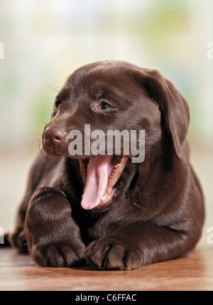 Il Labrador Retriever - cane cucciolo - sbadigli Foto Stock