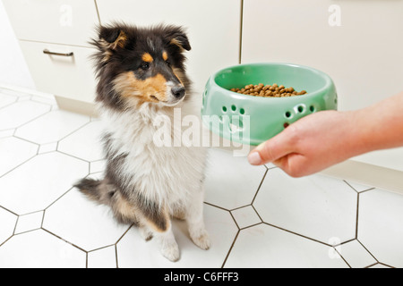 I giovani con i capelli lunghi Collie cane cibo Foto Stock