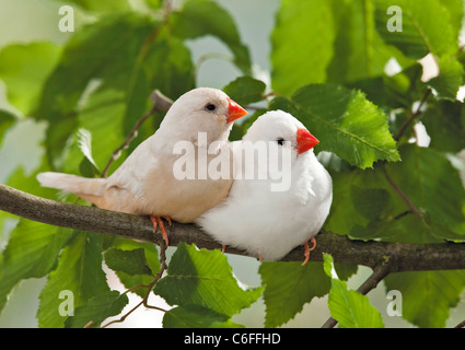 Due Zebra Finches sul ramoscello Foto Stock