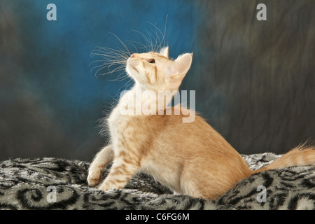 Giavanese, Colorpoint Longhair. Gattino seduto mentre si guarda in su Foto Stock