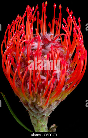 Rosso (Kahili Grevillea Banksil) fiore su sfondo nero. Noto anche come spider fiore. Parte del Protea familly, trovati in Hawaii Foto Stock