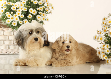 Havanese cane e cucciolo - giacente Foto Stock