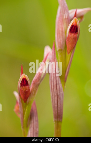 Una piccola linguetta fiorito orchid, Serapias parviflora, in fiore, sud Italia. Foto Stock