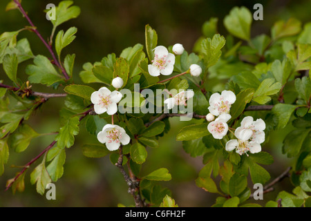 Midland Biancospino, Crataegus laevigata in fiore in primavera; antichi boschi impianto. Foto Stock