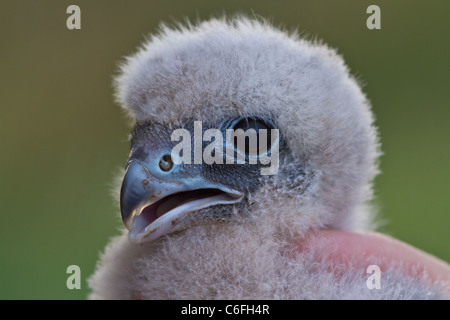Close-up di giovani Hobby (Falco Subbuteo®) in mano, Cambridgeshire, Inghilterra Foto Stock