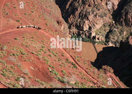 Un Grand Canyon mulo treno sulla parte inferiore South Kaibab Trail Foto Stock