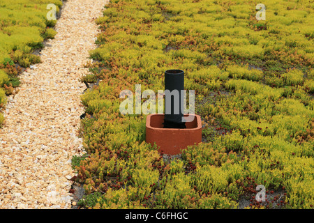 Vivere il tetto coperto con piante di sedum con il sentiero di ghiaia e il tubo di ventilazione Foto Stock