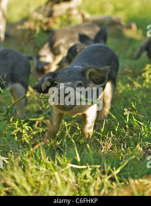 Mangalica. Maialini su un prato. Germania Foto Stock