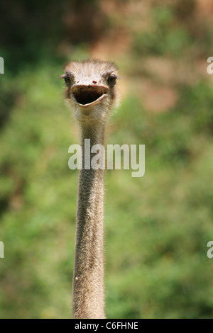 Testa e collo di struzzo (Struthio camelus), guardando avanti Foto Stock