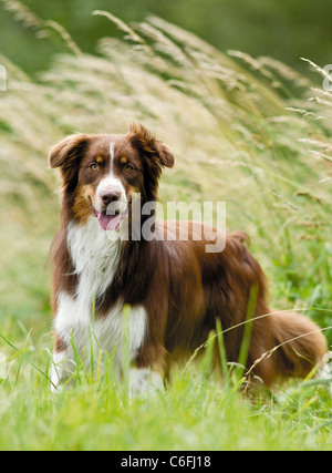 Australian Shepherd dog - in piedi Foto Stock