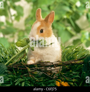 Giovani Dwarf Rabbit - sgranocchiando una foglia di prezzemolo Foto Stock