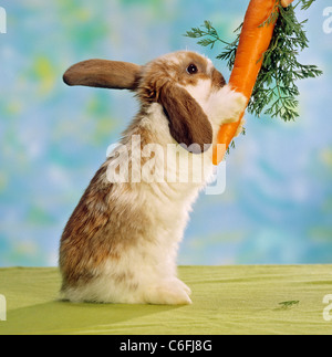 Lop-eared dwarf rabbit mangiare una carota Foto Stock