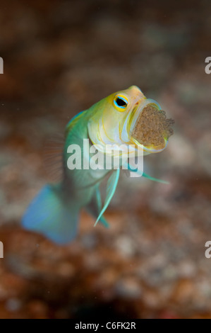 Maschio Jawfish Yellowheaded, Opistognathus aurifrons, frizione di incubazione di uova in bocca in una barriera corallina in Palm Beach Florida Foto Stock