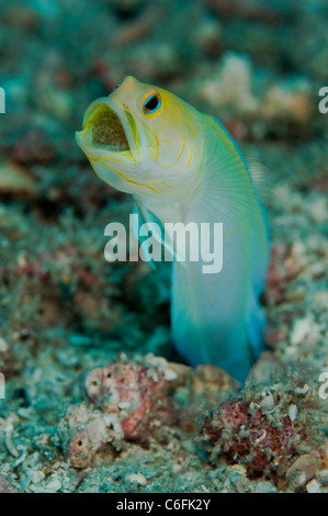 Maschio Jawfish Yellowheaded, Opistognathus aurifrons, frizione di incubazione di uova in bocca in una barriera corallina in Palm Beach Florida Foto Stock