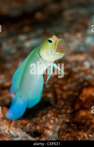 Maschio Jawfish Yellowheaded, Opistognathus aurifrons, frizione di incubazione di uova in bocca in una barriera corallina in Palm Beach Florida Foto Stock