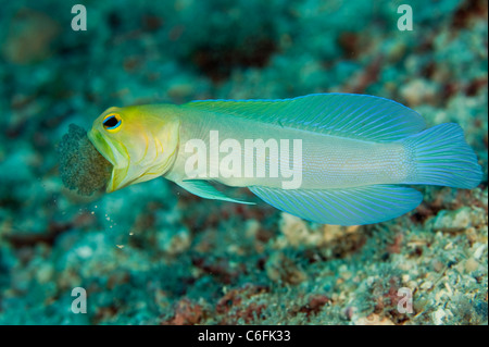 Maschio Jawfish Yellowheaded, Opistognathus aurifrons, frizione di incubazione di uova in bocca in una barriera corallina in Palm Beach Florida Foto Stock