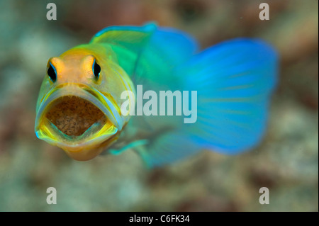 Maschio Jawfish Yellowheaded, Opistognathus aurifrons, frizione di incubazione di uova in bocca in una barriera corallina in Palm Beach Florida Foto Stock