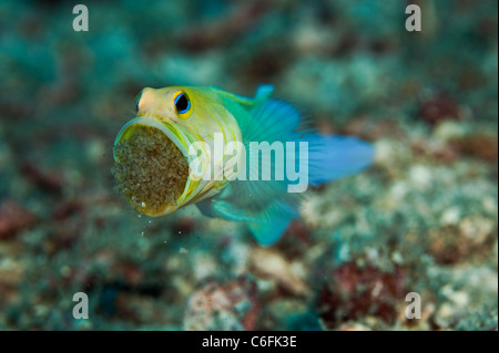 Maschio Jawfish Yellowheaded, Opistognathus aurifrons, frizione di incubazione di uova in bocca in una barriera corallina in Palm Beach Florida Foto Stock