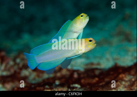 Coppia di Yellowhead Jawfish Opistognathus aurifrons corteggia e combattere su una barriera corallina vicino a Palm Beach, Florida. Foto Stock