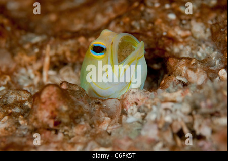 Maschio Jawfish Yellowheaded, Opistognathus aurifrons, frizione di incubazione di uova in bocca in una barriera corallina in Palm Beach Florida Foto Stock