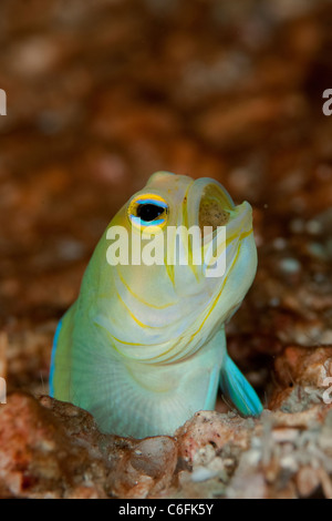 Maschio Jawfish Yellowheaded, Opistognathus aurifrons, frizione di incubazione di uova in bocca in una barriera corallina in Palm Beach Florida Foto Stock