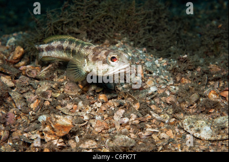 Maschio Jawfish nastrati, Opistognathus macrognathus, scava e prepara la sua tana prima di corteggiamento e accoppiamento. Foto Stock