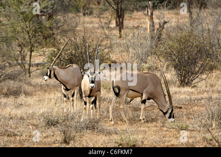 Orice dell'Africa orientale (orice comune di beisa), Riserva del gioco di Samburu, Kenya Foto Stock