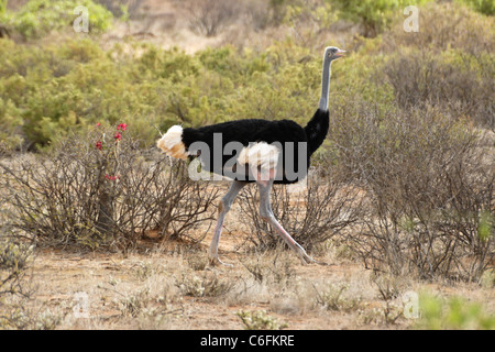 Maschio struzzo somalo passeggiate, Samburu Game Reserve, Kenya Foto Stock