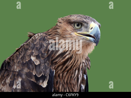Golden Eagle isolato di testa su verde Foto Stock