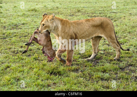 Leonessa carcassa portante di baby eland, il Masai Mara, Kenya Foto Stock