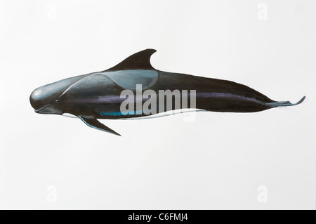 A breve alettato di Balene Pilota Globicephala macrorhynchus, Delphinidae, Cetacea, Mammalia Foto Stock