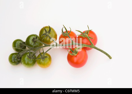 Lycopersicon esculentum. Pomodori in un vitigno su uno sfondo bianco. Foto Stock