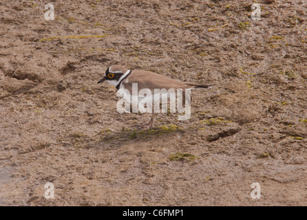 Poco inanellato Plover, Charadrius dubius, dalla laguna; Lesbo (Lesbo), in Grecia. Foto Stock