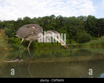 Airone cenerino, Ardea cinerea, singolo uccello pesca in acqua, Midlands, Agosto 2011 Foto Stock