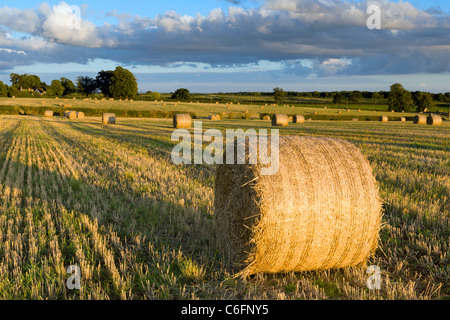 Campagna inglese alla fine di agosto Foto Stock