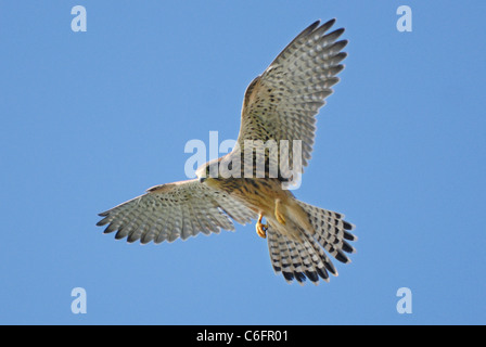 Femmina di gheppio (Falco tinnunculus) in bilico. Foto Stock