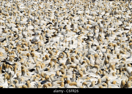 Cape gannet (Morus capensis) colonia, Lambert's Bay, Sud Africa Foto Stock