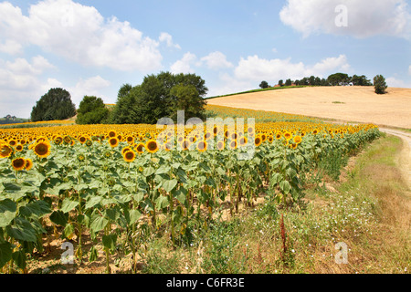 Campagna e girasoli vicino a Cortona, Chianti, Siena, Toscana, Italia, Europa Foto Stock