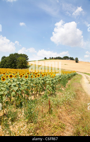 Campagna e girasoli vicino a Cortona, Chianti, Siena, Toscana, Italia, Europa Foto Stock