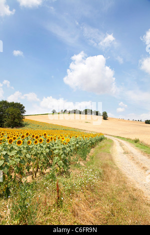 Campagna e girasoli vicino a Cortona, Chianti, Siena, Toscana, Italia, Europa Foto Stock