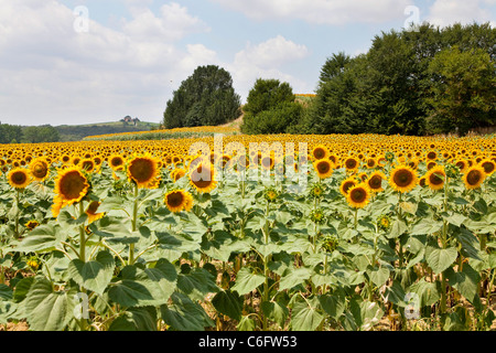 Campagna e girasoli vicino a Cortona, Chianti, Siena, Toscana, Italia, Europa Foto Stock