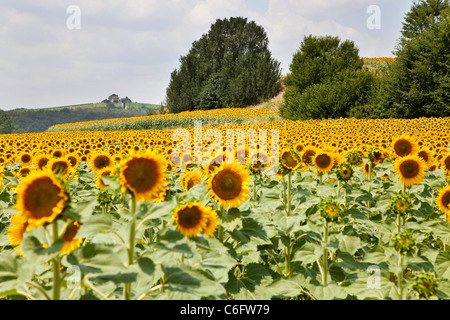 Campagna e girasoli vicino a Cortona, Chianti, Siena, Toscana, Italia, Europa Foto Stock