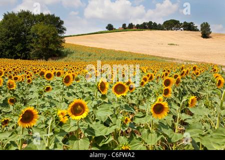 Campagna e girasoli vicino a Cortona, Chianti, Siena, Toscana, Italia, Europa Foto Stock