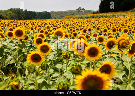 Campagna e girasoli vicino a Cortona, Chianti, Siena, Toscana, Italia, Europa Foto Stock