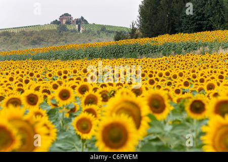 Campagna e girasoli in campo estivo vicino Cortona in Chianti, Siena (Toscana, Italia, Europa). Vista dell'iconica campagna italiana con fiori Foto Stock