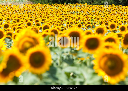 Campagna e girasoli vicino a Cortona, Chianti, Siena, Toscana, Italia, Europa Foto Stock